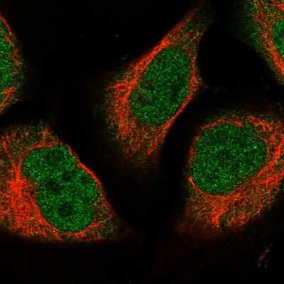 Immunocytochemistry/ Immunofluorescence NUBP2 Antibody