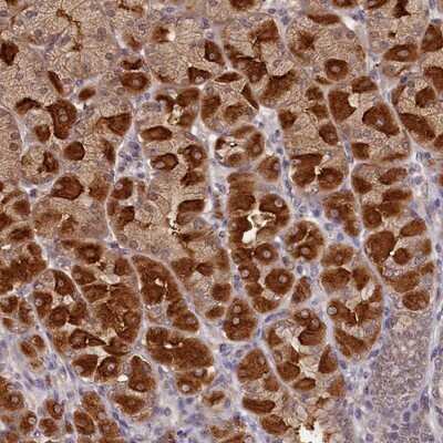 Immunohistochemistry-Paraffin NUBP2 Antibody