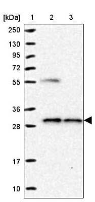 Western Blot NUBP2 Antibody