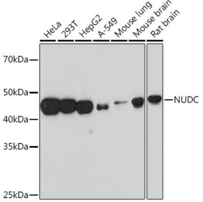Western Blot: NUDC Antibody (8A5H4) [NBP3-16468] - Western blot analysis of extracts of various cell lines, using NUDC Rabbit mAb (NBP3-16468) at 1:1000 dilution. Secondary antibody: HRP Goat Anti-Rabbit IgG (H+L) at 1:10000 dilution. Lysates/proteins: 25ug per lane. Blocking buffer: 3% nonfat dry milk in TBST. Detection: ECL Basic Kit. Exposure time: 90s.