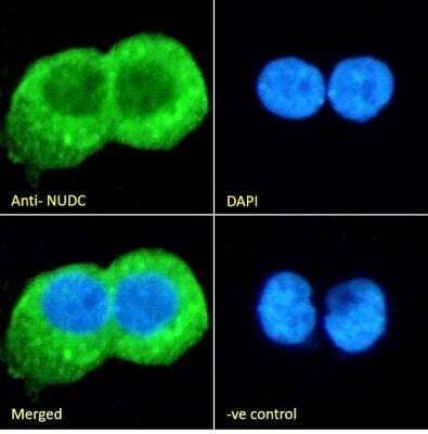 Immunocytochemistry/Immunofluorescence: NUDC Antibody [NBP1-51971] - Analysis of paraformaldehyde fixed A431 cells, permeabilized with 0.15% Triton. Primary incubation 1hr (10ug/ml) followed by Alexa Fluor 488 secondary antibody (2ug/ml), showing cytoplasmic staining. The nuclear stain is DAPI (blue). Negative control: Unimmunized goat IgG (10ug/ml) followed by Alexa Fluor 488 secondary antibody (2ug/ml).