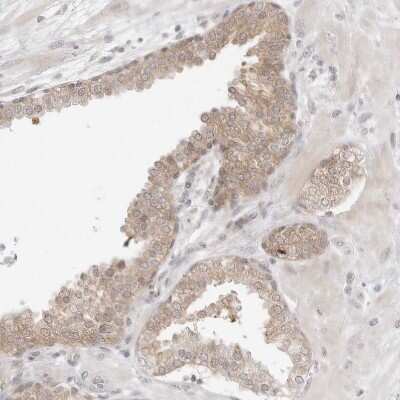 Immunohistochemistry-Paraffin: NUDC Antibody [NBP1-89510] - Staining of human prostate shows weak cytoplasmic positivity in glandular cells.