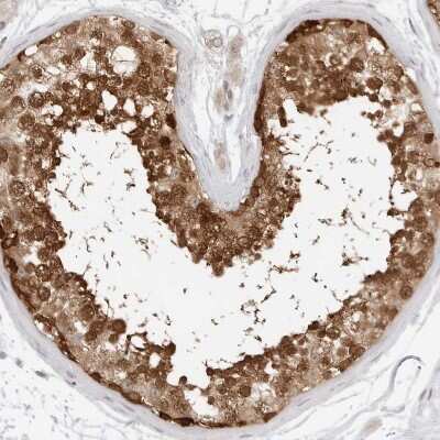 Immunohistochemistry-Paraffin: NUDC Antibody [NBP1-89510] - Staining of human testis shows strong cytoplasmic and nuclear positivity in cells in seminiferous ducts.