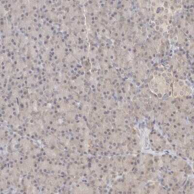 Immunohistochemistry-Paraffin: NUDC Antibody [NBP1-89517] - Staining of human pancreas shows low expression as expected.