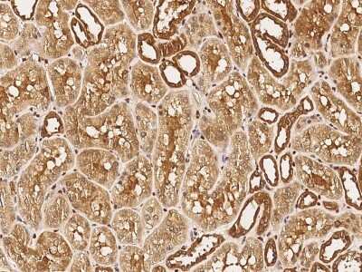 Immunohistochemistry-Paraffin: NUDC Antibody [NBP2-96997] - Staining of human NUDC in human kidney with rabbit polyclonal antibody (1:5000).