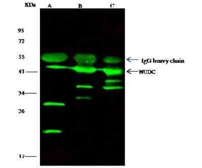 Immunoprecipitation: NUDC Antibody [NBP2-96997] - NUDC-His(C) was immunoprecipitated using: Lane A: 0.5 mg Raw264.7 Whole Cell Lysate. Lane B: 0.5 mg Jurkat Whole Cell Lysate. Lane C: 0.5 mg Hela Whole Cell Lysate4 ul anti-NUDC-His(C) rabbit polyclonal antibody and 15 ul of 50 % Protein G agarose. Primary antibody: Anti-NUDC-His(C) rabbit polyclonal antibody, at 1:100 dilution. Secondary antibody: Dylight 800-labeled antibody to rabbit IgG (H+L), at 1:5000 dilution. Developed using the Odyssey technique. Performed under reducing conditions. Predicted band size: 36 kDa. Observed band size: 42 kDa