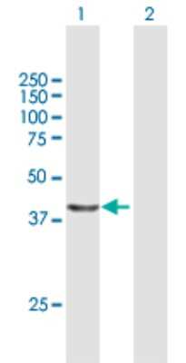 Western Blot: NUDC Antibody [H00010726-B01P] - Analysis of NUDC expression in transfected 293T cell line by NUDC polyclonal antibody.  Lane 1: NUDC transfected lysate(36.41 KDa). Lane 2: Non-transfected lysate.