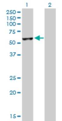 Western Blot: NUDC Antibody [H00010726-D01P] - Analysis of NUDC expression in transfected 293T cell line by NUDC polyclonal antibody.Lane 1: NUDC transfected lysate(38.20 KDa).Lane 2: Non-transfected lysate.