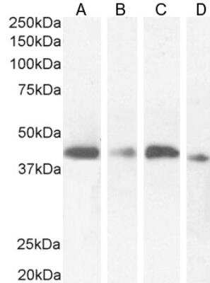 Western Blot: NUDC Antibody [NBP1-51971] - (0.5ug/ml) staining of HeLa (A), HepG2 (B), K562 (C) and KNRK (D) cell lysate (35ug protein in RIPA buffer). Detected by chemiluminescence.