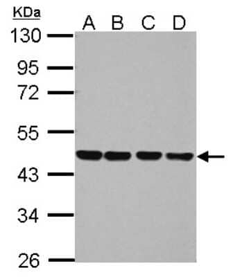 Western Blot: NUDC Antibody [NBP2-19604] - Sample (30 ug of whole cell lysate) A: 293T B: A431 C: HeLa D: HepG2 10% SDS PAGE gel, diluted at 1:1000.