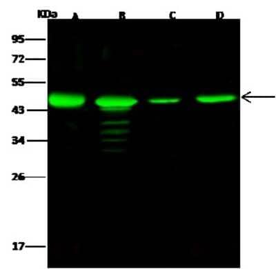Western Blot: NUDC Antibody [NBP2-96997] - Anti-NUDC rabbit polyclonal antibody at 1:500 dilution. Lane A: HeLa Whole Cell Lysate. Lane B: Jurkat Whole Cell Lysate. Lane C: NIH3T3 Whole Cell Lysate. Lane D: Raw264.7 Whole Cell Lysate. Lysates/proteins at 30 ug per lane. Secondary Goat Anti- Rabbit IgG H&L (Dylight 800) at 1/10000 dilution. Developed using the Odyssey technique. Performed under reducing conditions. Predicted band size: 38 kDa. Observed band size: 46 kDa