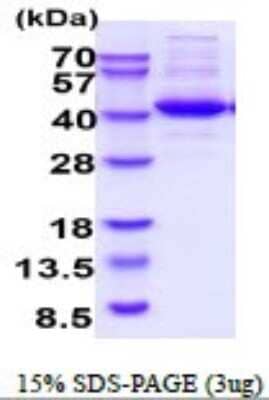 SDS-Page: NUDC Recombinant Protein [NBP2-52390] - 15% SDS Page (3 ug)