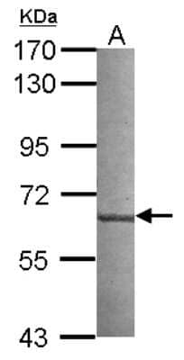 Western Blot: NUDCD1 Antibody [NBP2-19606] - Sample (30 ug of whole cell lysate) A: A549 7. 5% SDS PAGE gel, diluted at 1:1000.