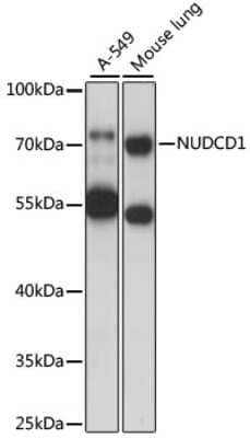 Western Blot: NUDCD1 Antibody [NBP2-94412] - Analysis of extracts of various cell lines, using NUDCD1 at 1000 dilution.Secondary antibody: HRP Goat Anti-Rabbit IgG (H+L) at 1:10000 dilution.Lysates/proteins: 25ug per lane.Blocking buffer: 3% nonfat dry milk in TBST.Detection: ECL Basic Kit .Exposure time: 5s.