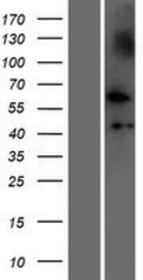 Western Blot: NUDCD1 Overexpression Lysate (Adult Normal) [NBP2-09470] Left-Empty vector transfected control cell lysate (HEK293 cell lysate); Right -Over-expression Lysate for NUDCD1.