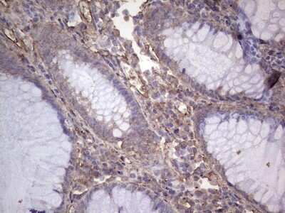 Immunohistochemistry NUDT12 Antibody (OTI2G2)