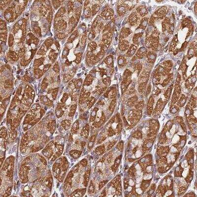 Immunohistochemistry-Paraffin NUDT12 Antibody - BSA Free