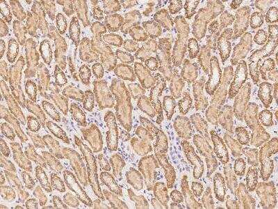 Immunohistochemistry-Paraffin: NUDT12 Antibody [NBP3-06025] - Immunochemical staining of human NUDT12 in human kidney with rabbit polyclonal antibody at 1:100 dilution, formalin-fixed paraffin embedded sections.