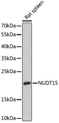 Western Blot: NUDT15 Antibody [NBP2-94839] - Analysis of extracts of rat spleen, using NUDT15 at 1:1000 dilution.Secondary antibody: HRP Goat Anti-Rabbit IgG (H+L) at 1:10000 dilution.Lysates/proteins: 25ug per lane.Blocking buffer: 3% nonfat dry milk in TBST.Detection: ECL Basic Kit .Exposure time: 60s.