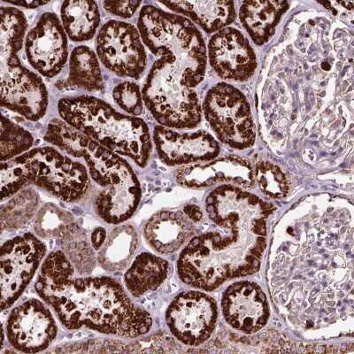 Immunohistochemistry: NUDT16L1 Antibody [NBP2-49400] - Staining of human kidney shows strong cytoplasmic  positivity with a granular pattern in tubules.