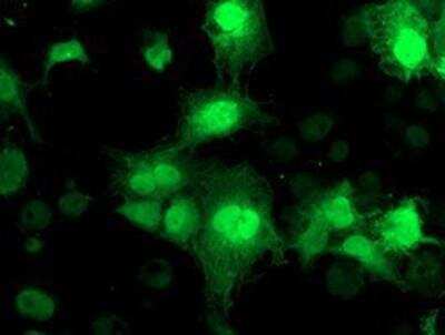 Immunocytochemistry/Immunofluorescence: NUDT18 Antibody (OTI5D7) [NBP2-01432] - Staining of COS7 cells transiently transfected by pCMV6-ENTRY NUDT18.