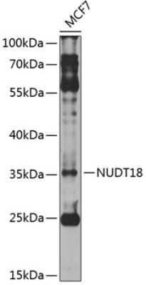 Western Blot: NUDT18 Antibody [NBP2-94736] - Analysis of extracts of MCF-7 cells, using NUDT18 antibody at 1:1000 dilution.Secondary antibody: HRP Goat Anti-Rabbit IgG (H+L)  at 1:10000 dilution.Lysates/proteins: 25ug per lane. Blocking buffer: 3% nonfat dry milk in TBST.Detection: ECL Enhanced Kit. Exposure time: 10s.