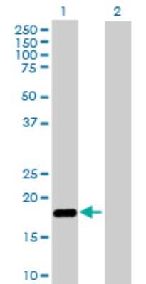 Western Blot: NUDT2 Antibody [H00000318-B01P] - Analysis of NUDT2 expression in transfected 293T cell line by NUDT2 polyclonal antibody.  Lane 1: NUDT2 transfected lysate(16.17 KDa). Lane 2: Non-transfected lysate.