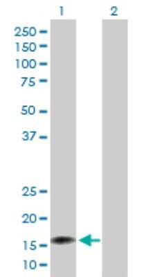 Western Blot: NUDT2 Antibody [H00000318-D01P] - Analysis of NUDT2 expression in transfected 293T cell line by NUDT2 polyclonal antibody.Lane 1: NUDT2 transfected lysate(16.80 KDa).Lane 2: Non-transfected lysate.