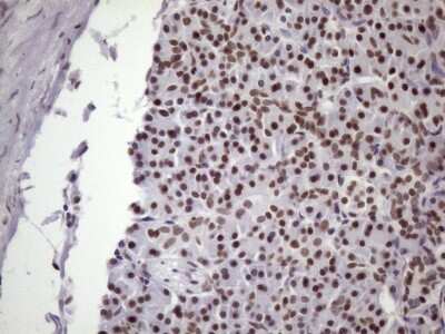 Immunohistochemistry: NUDT21 Antibody (OTI13H1) [NBP2-46276] - Analysis of Human pancreas tissue. (Heat-induced epitope retrieval by 1 mM EDTA in 10mM Tris, pH8.5, 120C for 3min)