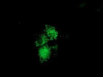Immunocytochemistry/Immunofluorescence: NUDT6 Antibody (9D12) [NBP2-03554] Staining of COS7 cells transiently transfected by pCMV6-ENTRY NUDT6.