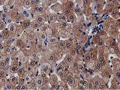 Immunohistochemistry-Paraffin: NUDT6 Antibody (9D12) [NBP2-03554] - Staining of paraffin-embedded Human liver tissue using anti-NUDT6 mouse monoclonal antibody.