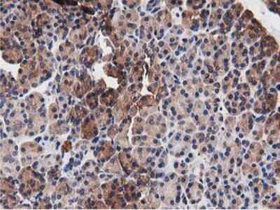 Immunohistochemistry-Paraffin: NUDT6 Antibody (9D12) [NBP2-03554] - Staining of paraffin-embedded Human pancreas tissue using anti-NUDT6 mouse monoclonal antibody.