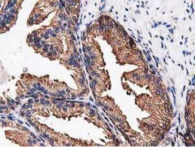 Immunohistochemistry-Paraffin: NUDT6 Antibody (9D12) [NBP2-03554] - Staining of paraffin-embedded Human prostate tissue using anti-NUDT6 mouse monoclonal antibody.