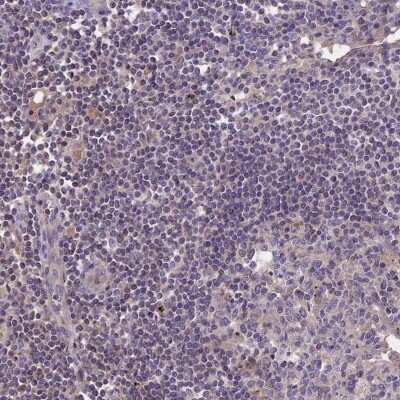 Immunohistochemistry-Paraffin NUDT8 Antibody - BSA Free