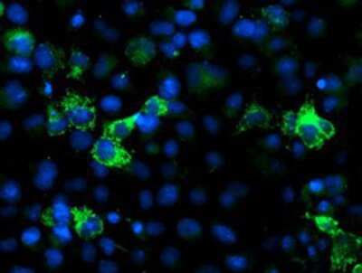 Immunocytochemistry/Immunofluorescence: NUDT9 Antibody (7A12) [NBP2-01072] Staining of COS7 cells transiently transfected by pCMV6-ENTRY NUDT9.