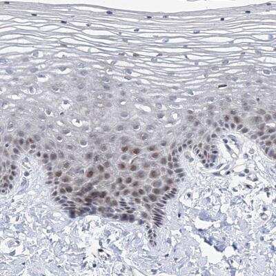 Immunohistochemistry NUFIP1 Antibody