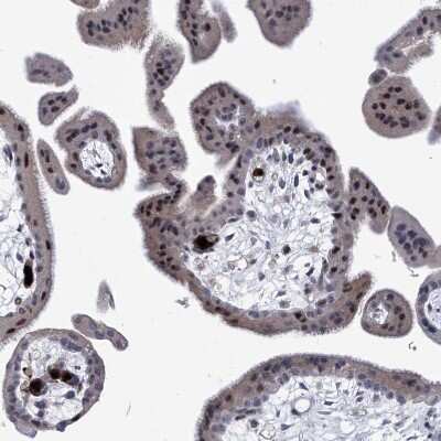 Immunohistochemistry-Paraffin NUFIP1 Antibody