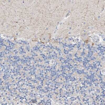 Immunohistochemistry-Paraffin: NUFIP1 Antibody [NBP1-82515] - Staining of human cerebellum shows moderate positivity in nuclear speckles in Purkinje cells.