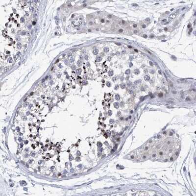 Immunohistochemistry-Paraffin: NUFIP1 Antibody [NBP1-82515] - Staining of human testis shows strong positivity in a subset of cells in seminiferous ducts.