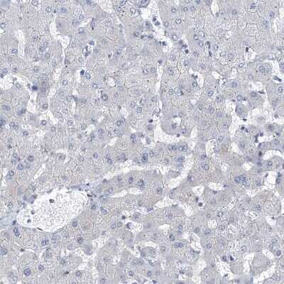 Immunohistochemistry-Paraffin: NUFIP1 Antibody [NBP1-82515] - Staining of human liver shows no positivity in hepatocytes as expected.