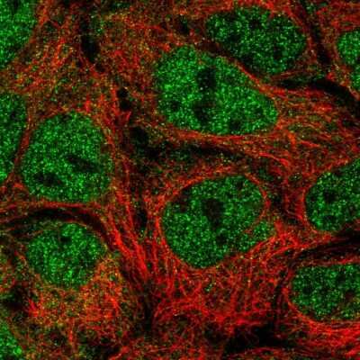 Immunocytochemistry/Immunofluorescence: NUFIP2 Antibody [NBP2-55795] - Staining of human cell line CACO-2 shows localization to nucleoplasm & cytosol.