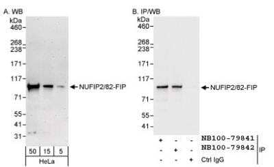 Western Blot NUFIP2 Antibody