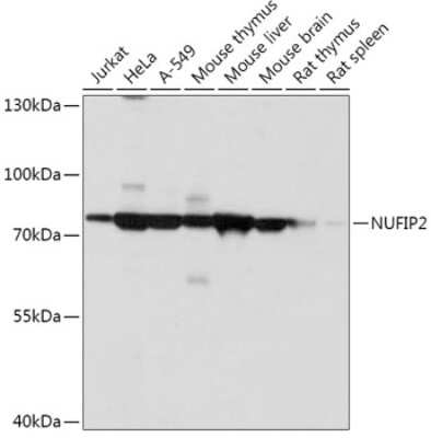 Western Blot NUFIP2 Antibody - Azide and BSA Free