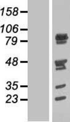 Western Blot NUFIP2 Overexpression Lysate