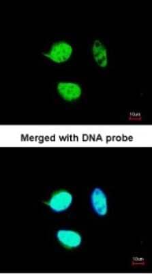 Immunocytochemistry/Immunofluorescence: NULP1 Antibody [NBP1-31374] - Paraformaldehyde-fixed HeLa, using antibody at 1:200 dilution.