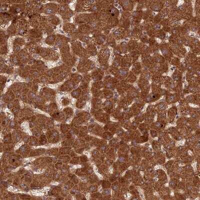 Immunohistochemistry-Paraffin: NULP1 Antibody [NBP1-92210] - Staining of human liver shows strong positivity in hepatocytes.
