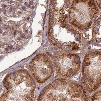 Immunohistochemistry-Paraffin: NULP1 Antibody [NBP1-92210] - Staining of human kidney.