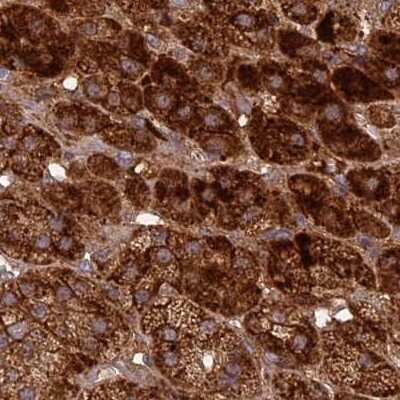 Immunohistochemistry-Paraffin: NULP1 Antibody [NBP1-92210] - Staining of human adrenal gland.