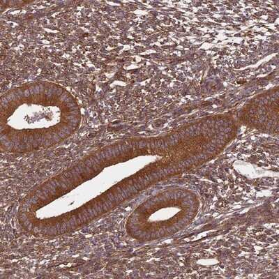 Immunohistochemistry-Paraffin: NULP1 Antibody [NBP1-92211] - Staining of human uterus, pre-menopause, shows strong cytoplasmic positivity in glandular cells.