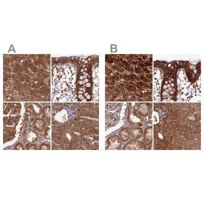 Immunohistochemistry-Paraffin NULP1 Antibody